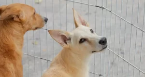 feira adoção de pets barueri