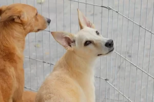feira adoção de pets barueri