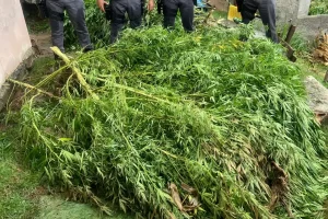 plantaçao de maconha em itapevi