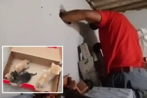 resgate gatos em embu das artes