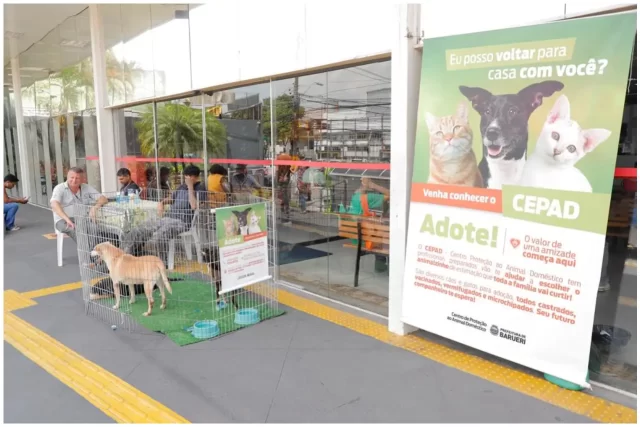 Adoção de Animais em Barueri