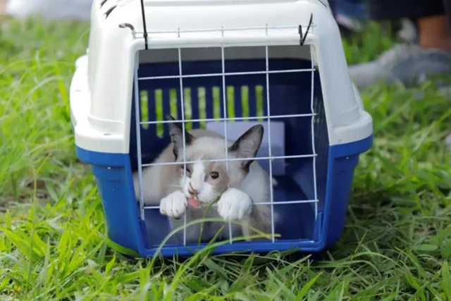 castração gratuita de pets em barueri