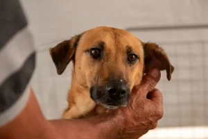 feira de adoção de cães e gatos carapicuíba
