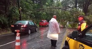 queda de arvore interdita via barueri