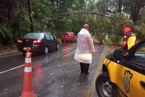 queda de arvore interdita via barueri