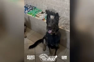 tráfico de drogas