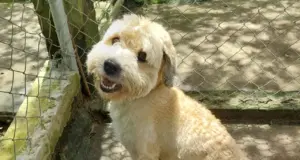 feira de adoção de pets em taboão