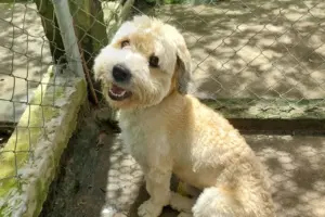 feira de adoção de pets em taboão