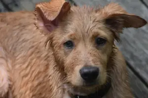 adoção cães