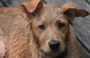 adoção cães