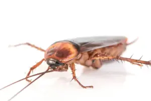 barata no ouvido