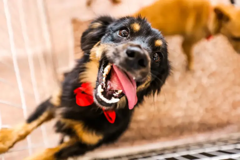 Me Leva pra Casa: sábado tem feira de adoção de cães e gatos no Centro de Itapevi