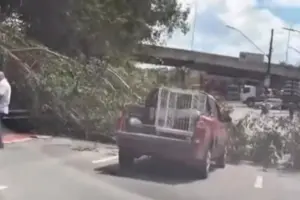 queda de árvore em avenida de osasco