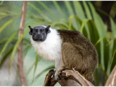sauim-de-coleira no Zoológico de São Paulo