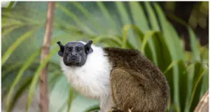 sauim-de-coleira no Zoológico de São Paulo