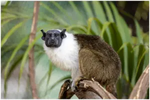 sauim-de-coleira no Zoológico de São Paulo