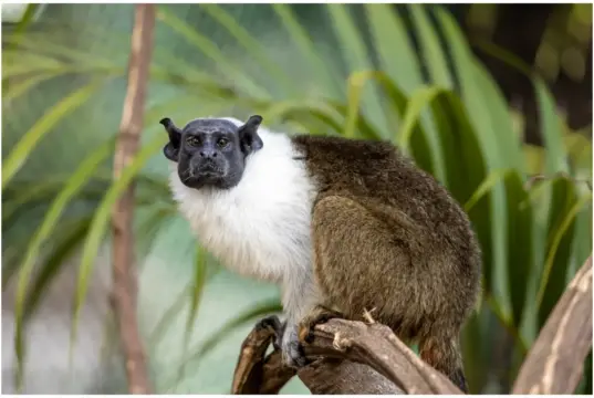 sauim-de-coleira no Zoológico de São Paulo