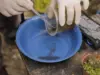 dengue barueri