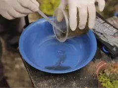 dengue barueri