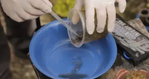 dengue barueri