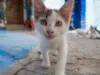 feira adocao gatos1