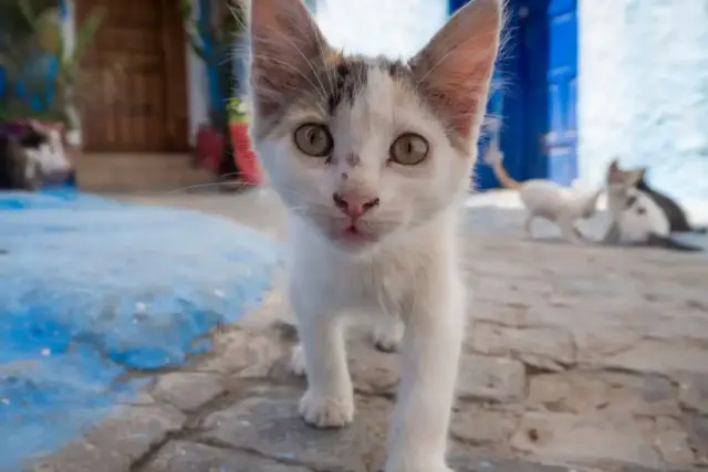 feira adocao gatos1
