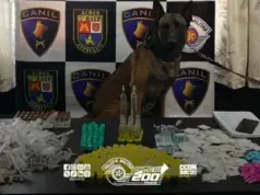 k9 drogas embu