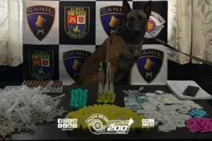 k9 drogas embu