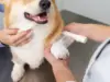 samu pet