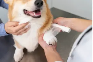 samu pet