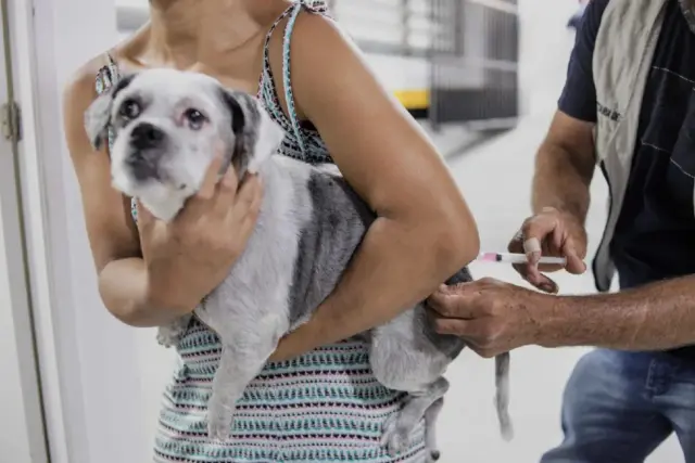 vacinação antirrábica cotia