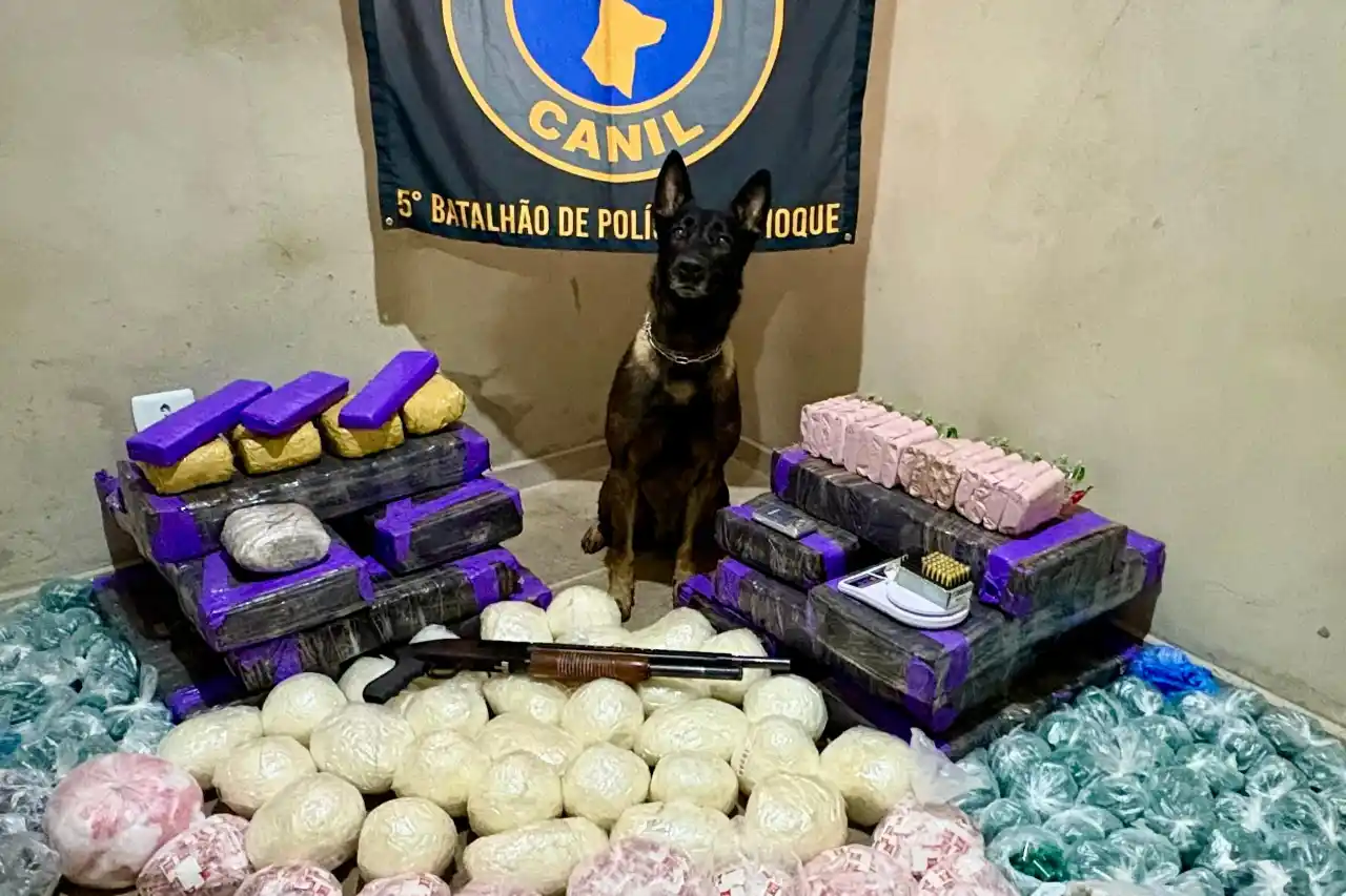 cao farejador encontra casa bomba sao paulo