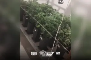 maconha osasco