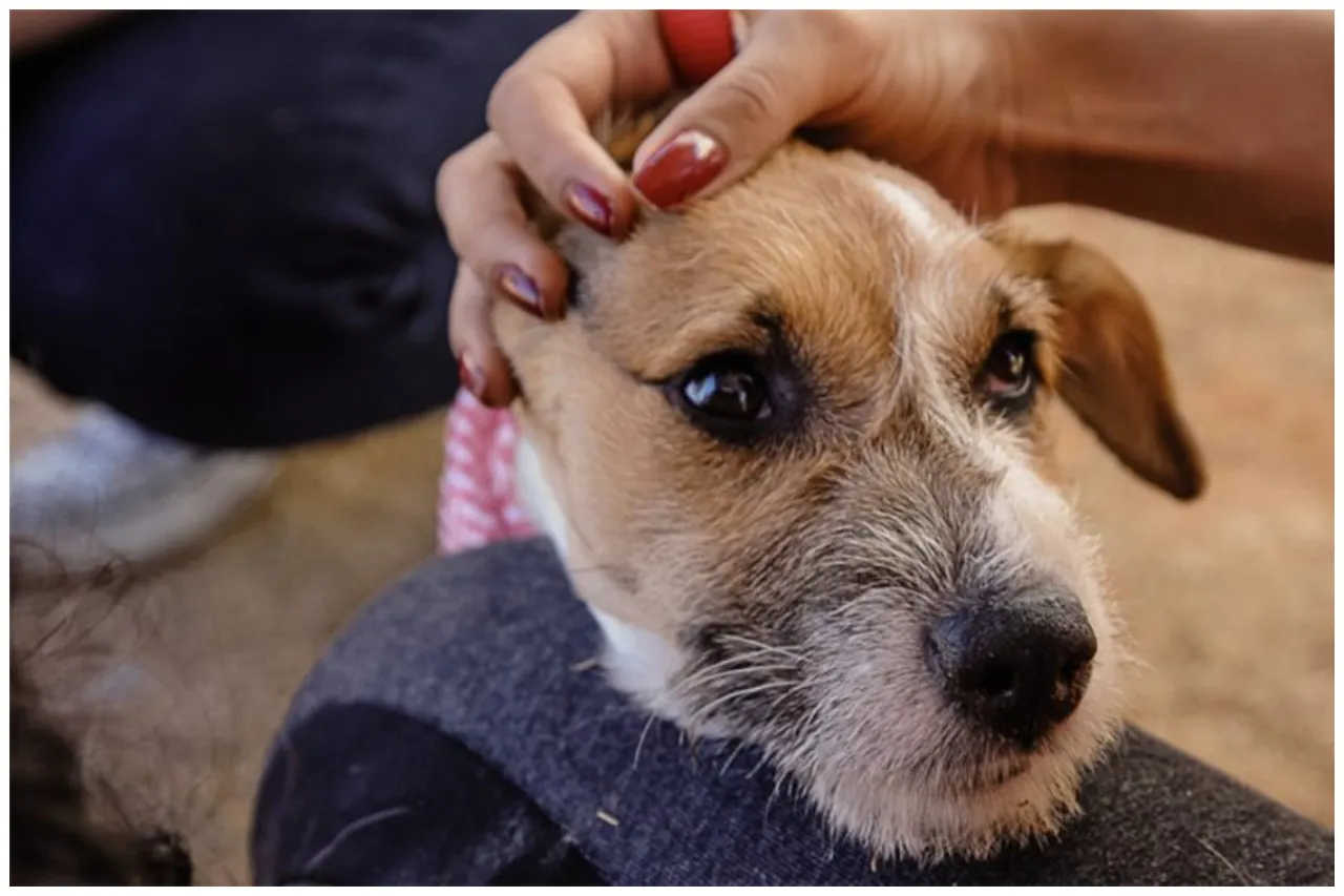 anti inflamatório líquido para cães com artrose desenvolvido pela usp