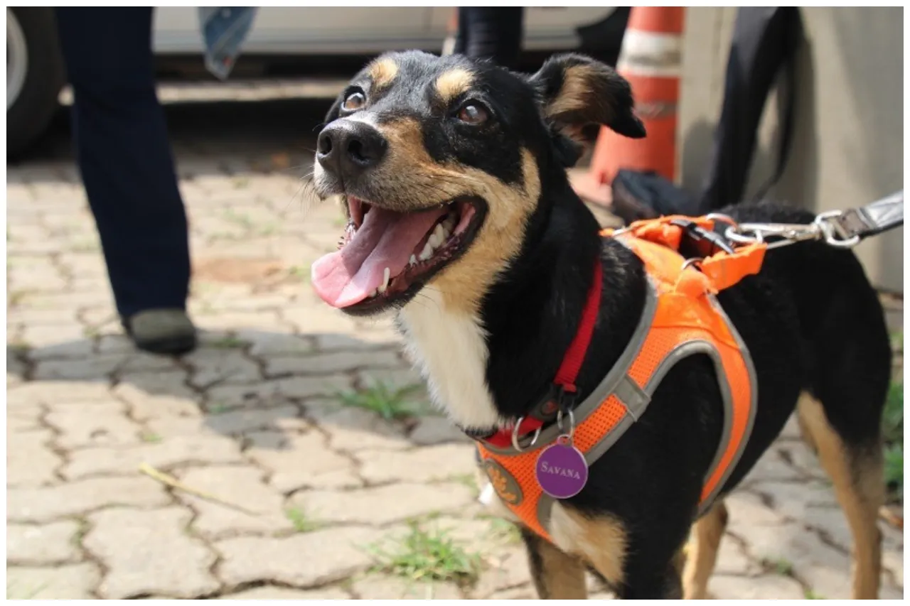 cão perito da polícia científica de são paulo