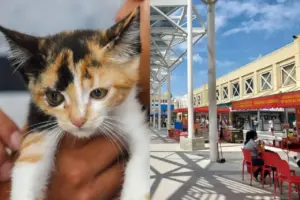 feira de adocao de caes e gatos calcadao osasco1