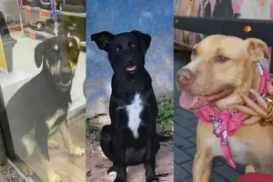 feira de adoçao de pets raposo shopping