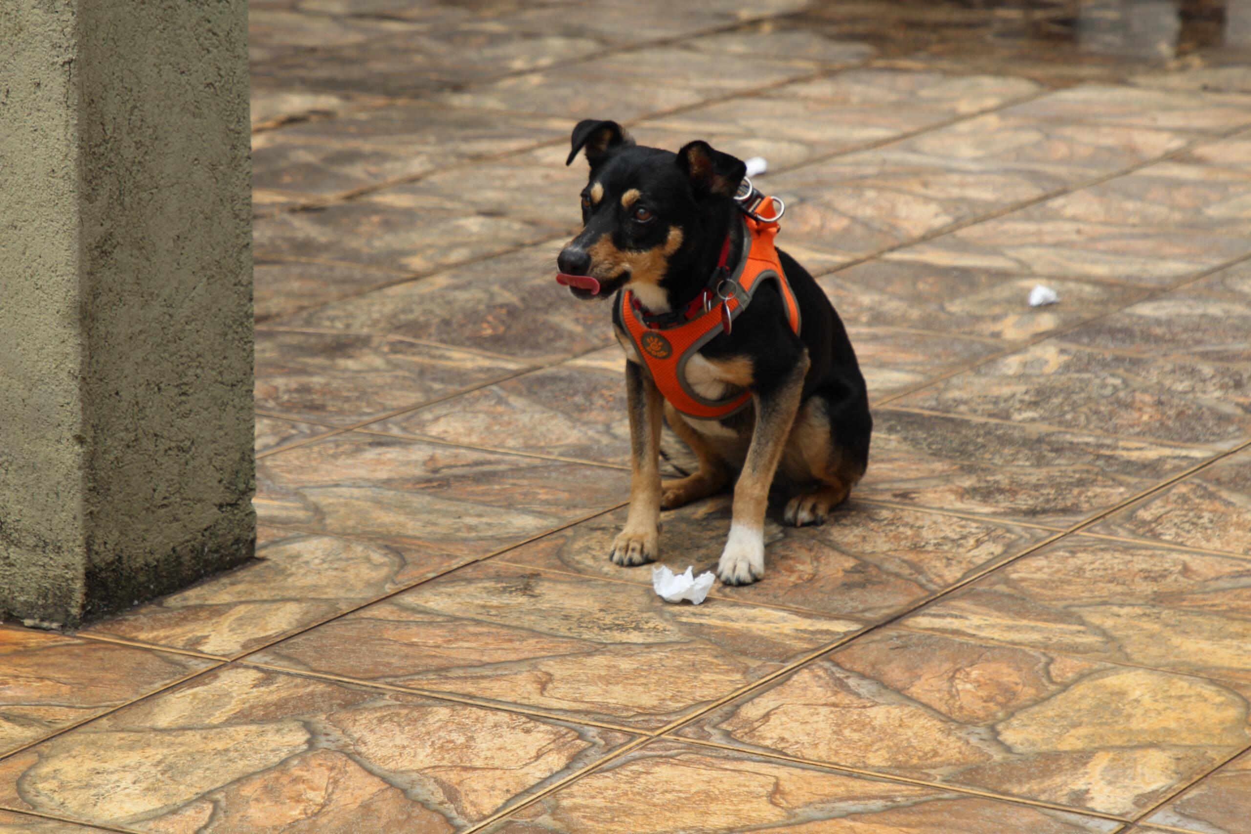 Cão perito da Polícia Científica de São Paulo