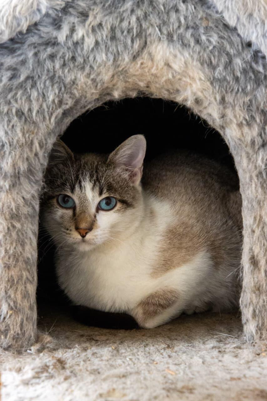 Adoção responsável de cães e gatos em Itaquaquecetuba