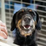 adoção de pets em itapevi