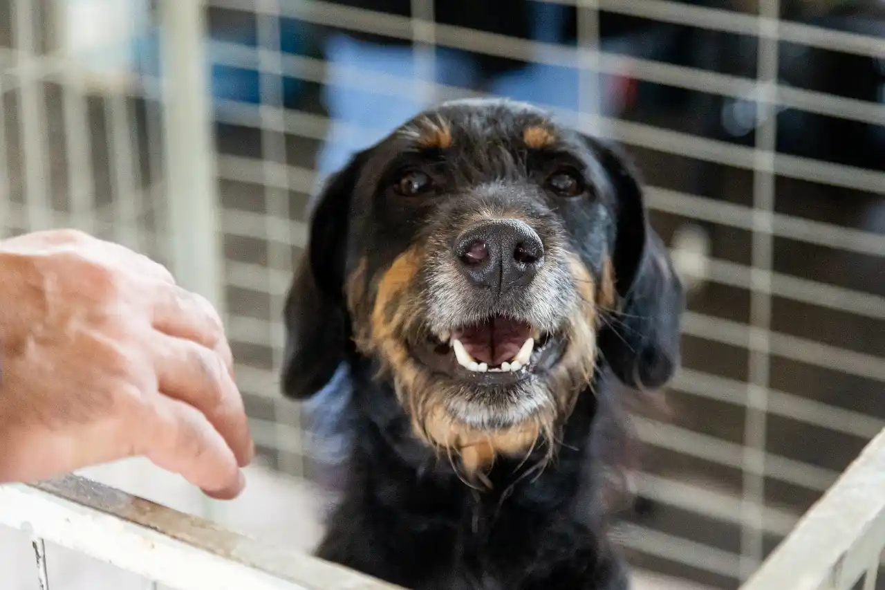 adoção de pets em itapevi
