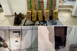 cao farejador localiza maconha na zona oeste de sao paulo