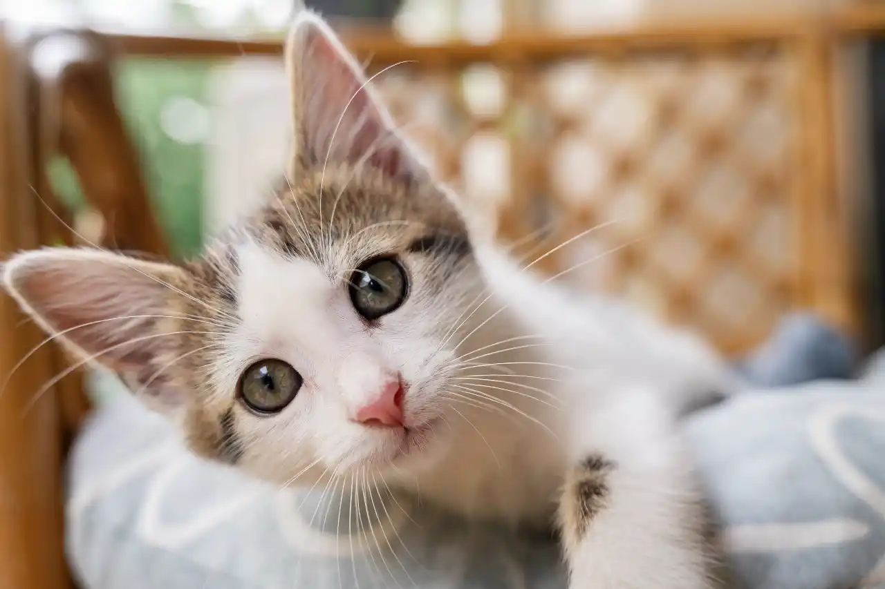 adocao de gatos