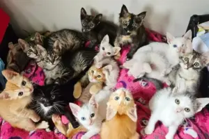amigos da minhoca projeto resgate e adocao de gatinhos em osasco