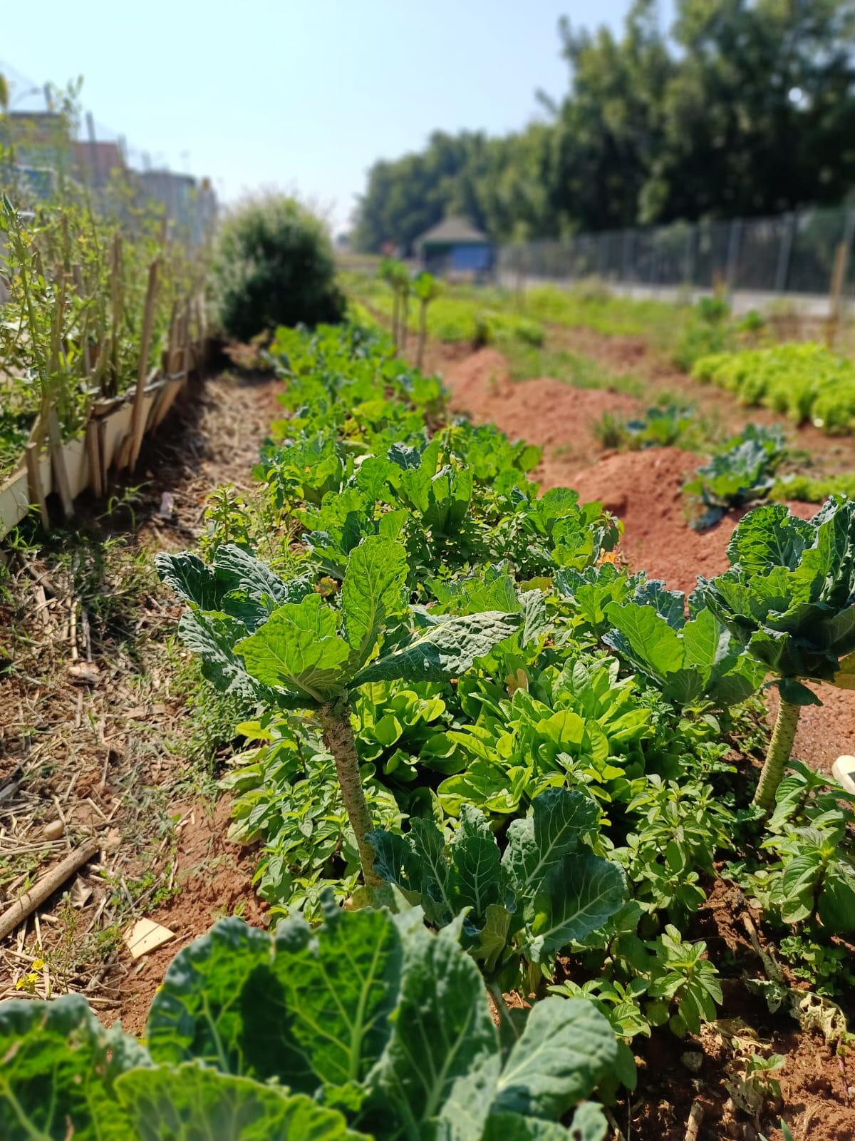agricultura urbana em osasco