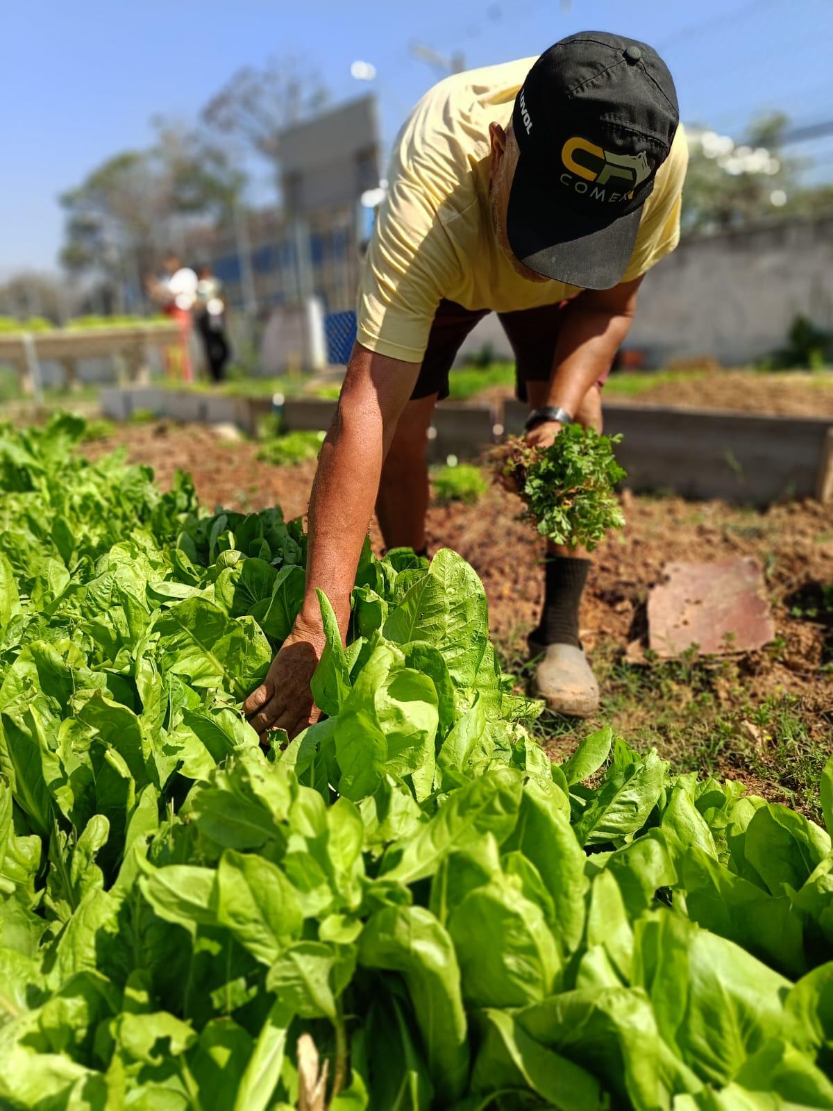 agricultura urbana em osasco