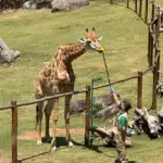 vagas de estágio animália park cotia