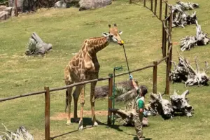 vagas de estágio animália park cotia