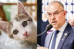 camara prova semana de conscientização contra fiv e felv gatos