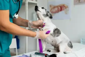 doação sangue pet